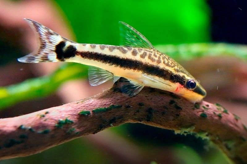 Limpiavidrios Affinis