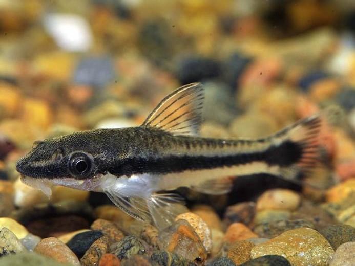 Limpiavidrios Vittatus