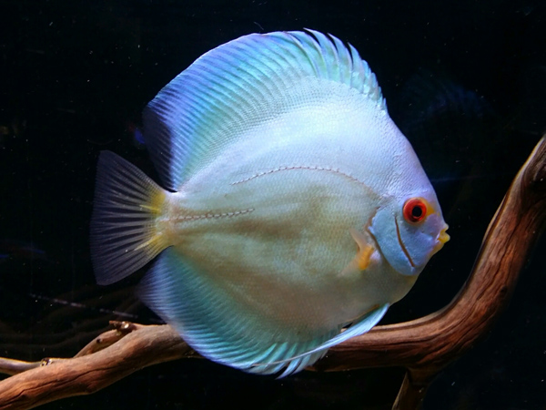 Discus cobalt Blue