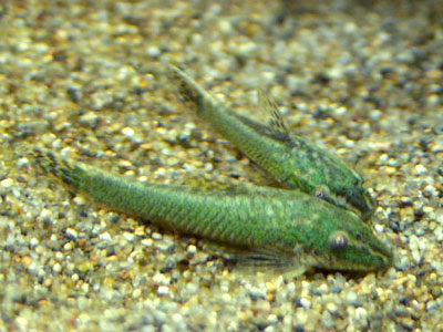 Otocinclus Verde AKI
