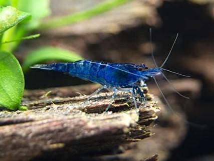 Camaron Blue Diamond