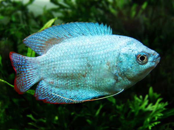Colisa Lalia Blue
