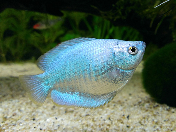 Colisa Lalia Sky blue