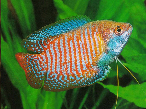 Colisa Lalia Dwarf