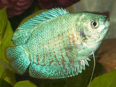 Colisa Green Neón