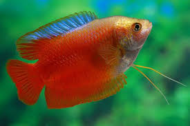 Colisa Lalia Red Neon