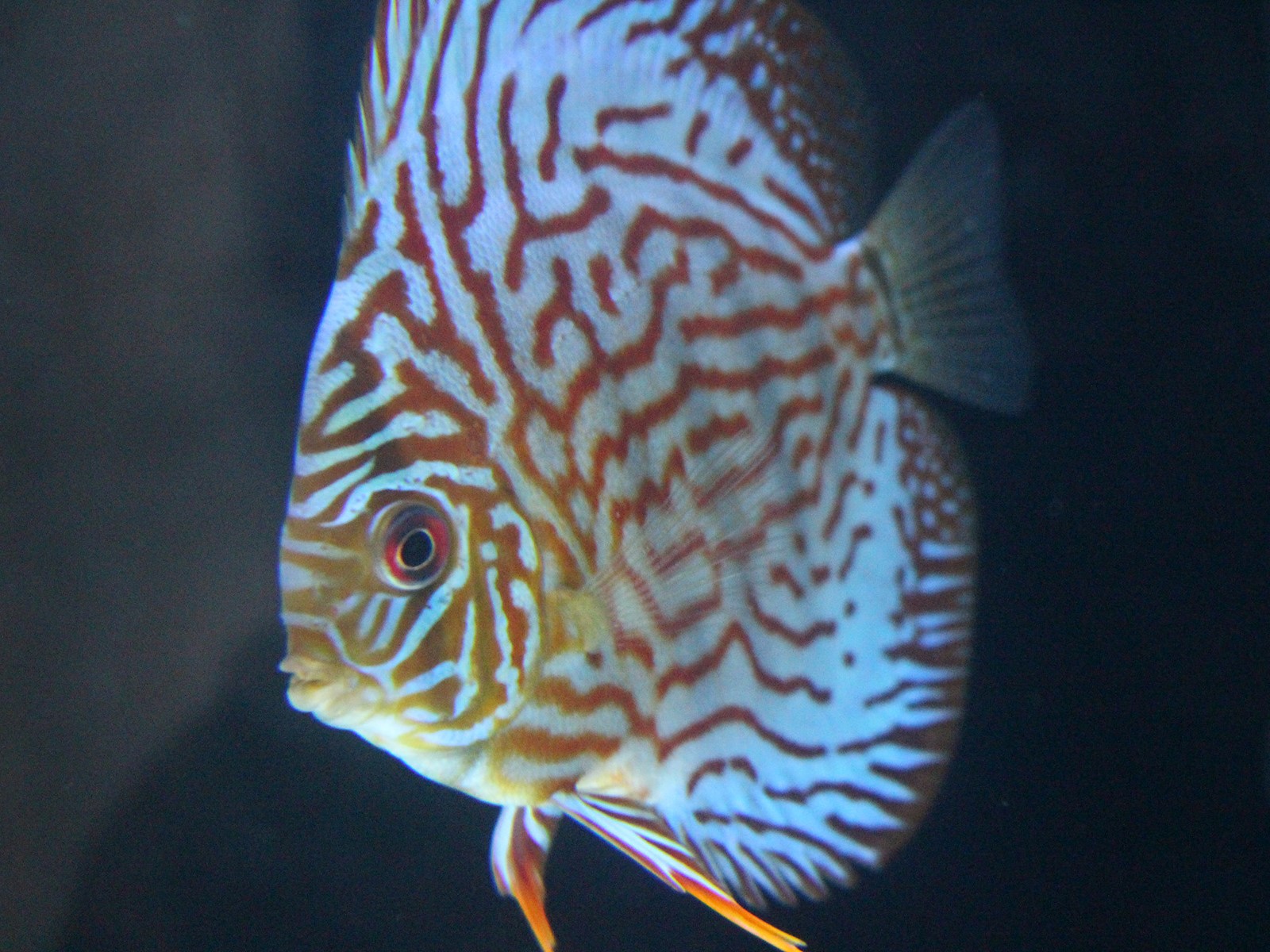 Discus German Red turquesa