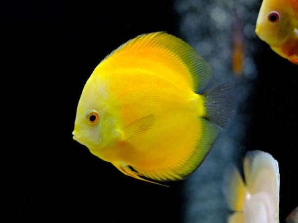Discus Golden Yellow