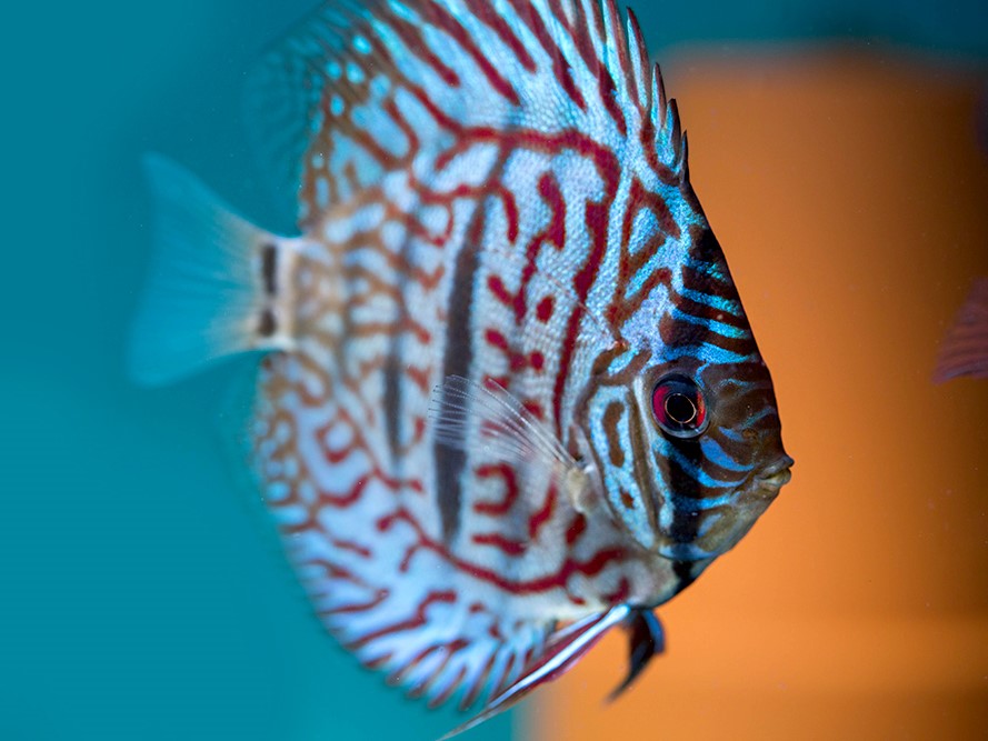 Discus Heckel Cross