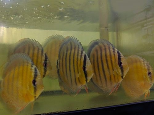 Discus Green Nanay Perú