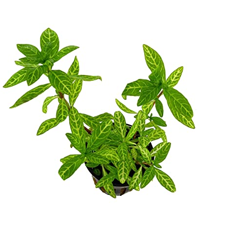 HYGROPHILA POLYSPERMA ROSANERVING EMERGIDA