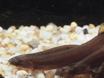 Pangio Kuhlli Negra