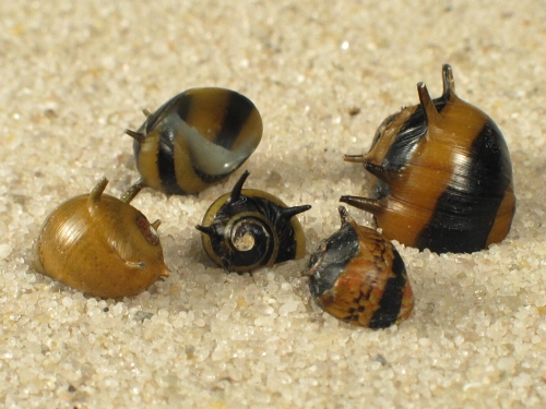 Porcupine Snail