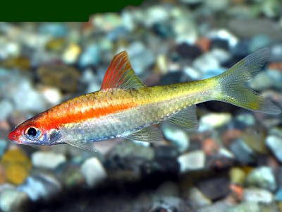 Puntios Denisonii "gold"