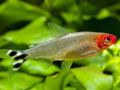 Rodostomus (borrachito)