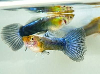 Lebistes Neon Blue Casal