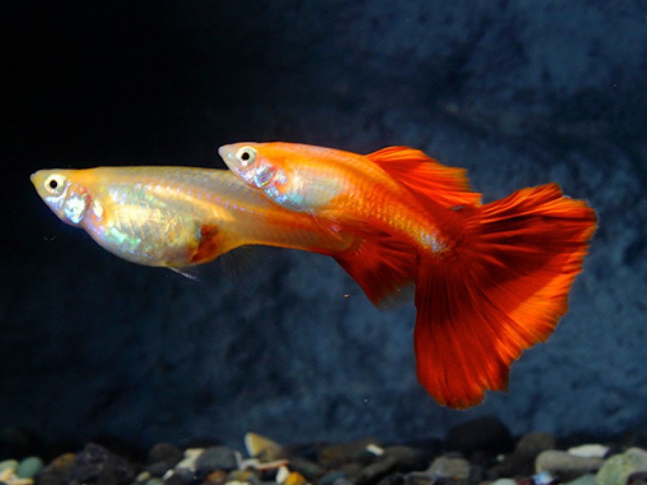 Lebistes Golden Red Albino Casal
