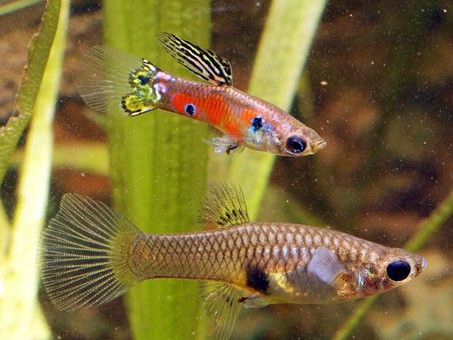 Lebistes Endler Macho