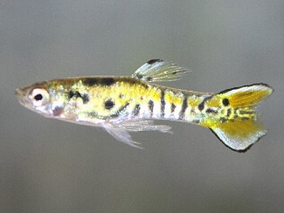 Lebistes Endler Casal Tiger