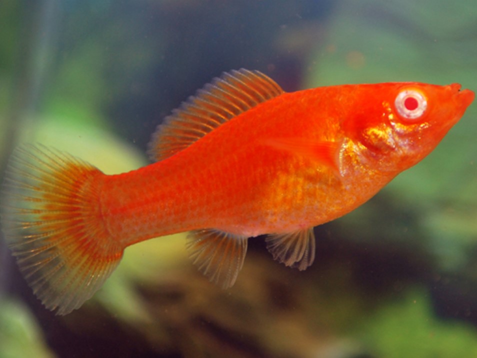 Molly Blood Red