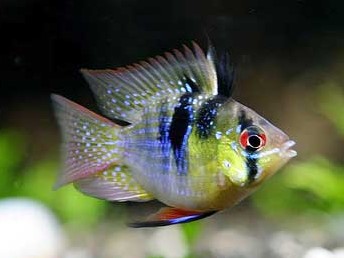 Ramirezi Ballon (Venezuela)
