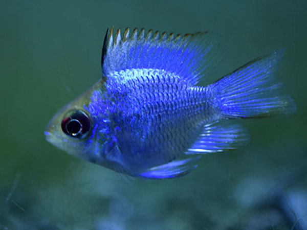 Ramirezi Ballon Electric Blue