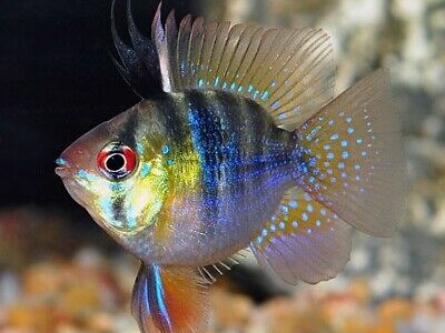 Ramirezi German Blue Ballon