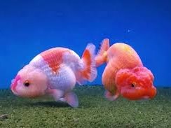 Ranchu Surtido Selección