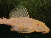 Vieja Borde Rojo Albina