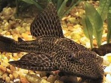 Vieja Leopardo