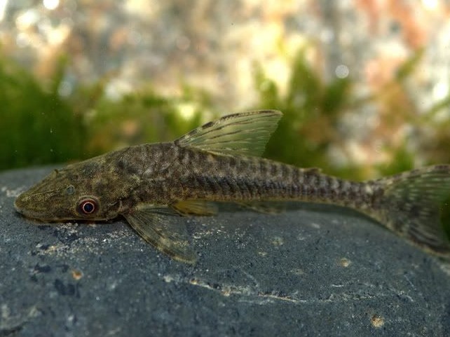 Vieja Tiburón