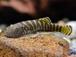 Locha de Borneo VIRIOSUS