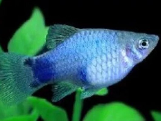 Platy Azul