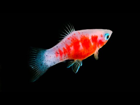 Platy Bleeding Heart