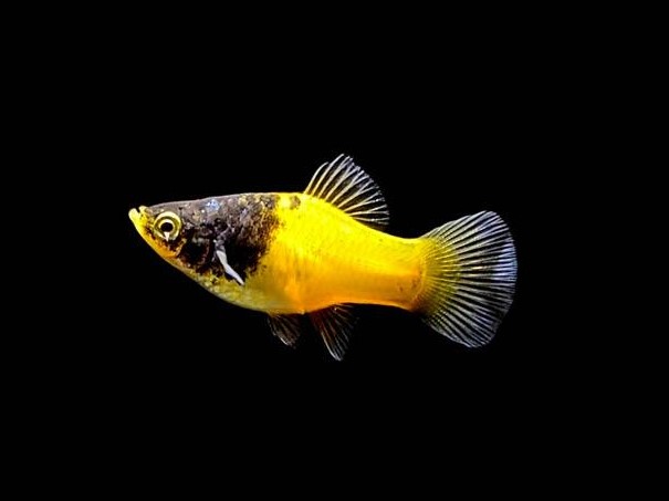 Platy Bumble Bee