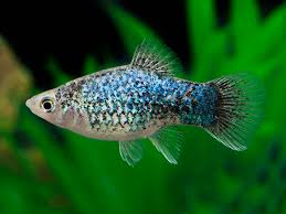 Platy Surtido