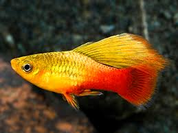 Platy Sunset Wagtail Hi-fin