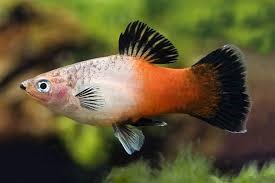 Platy Tricolor