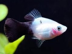 Platy Panda