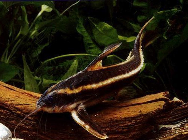 Platydoras