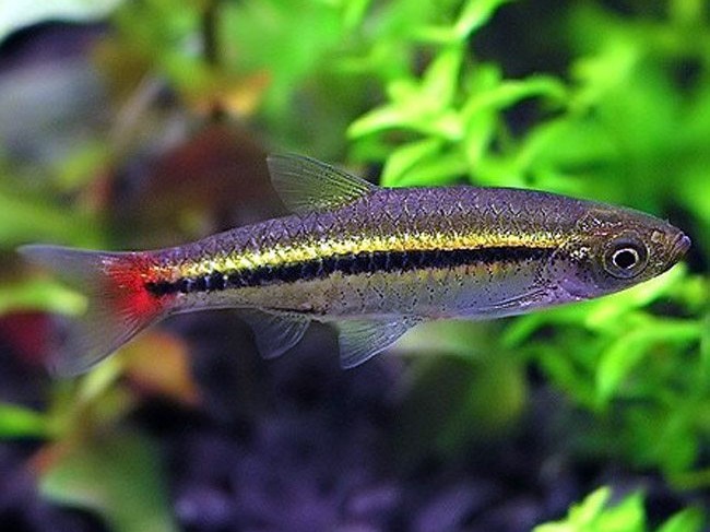 Rasbora borapetensis