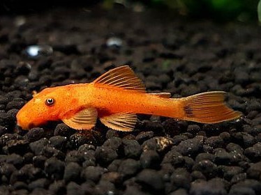 Ancistrus sp Red
