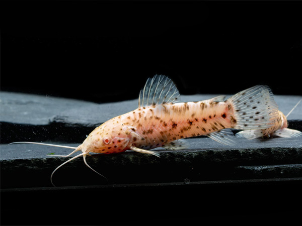 Megalechis Thorocata Albino