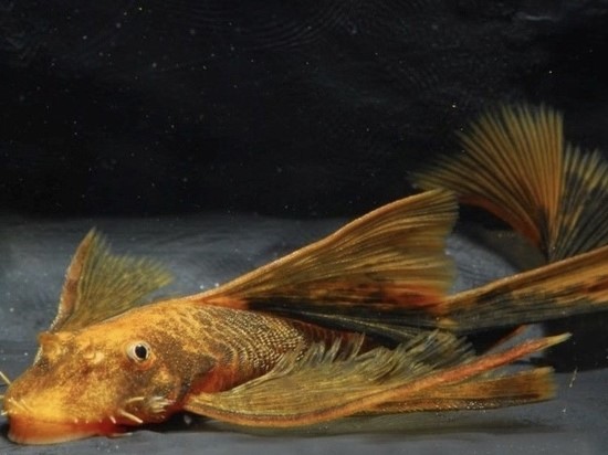 Ancistrus LDA16 Long Fin
