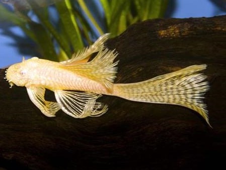 Ancistrus Long Fin Albino