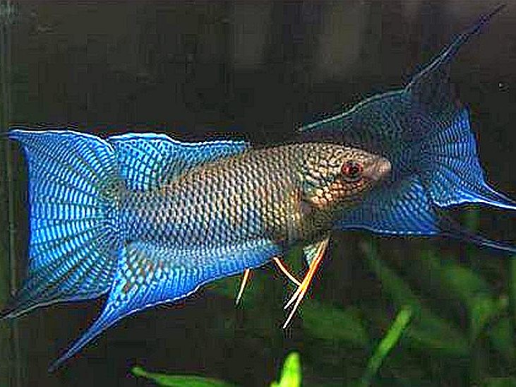 Macropodus Spechti Casal