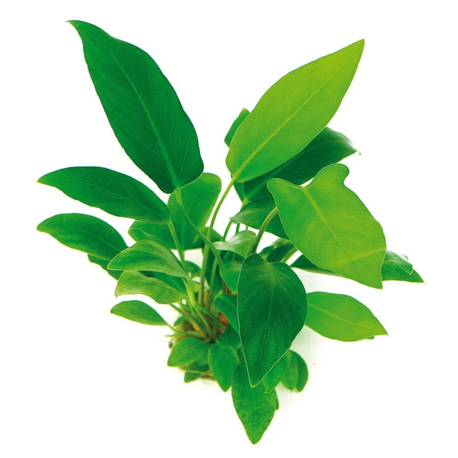 Anubia Hastifolia