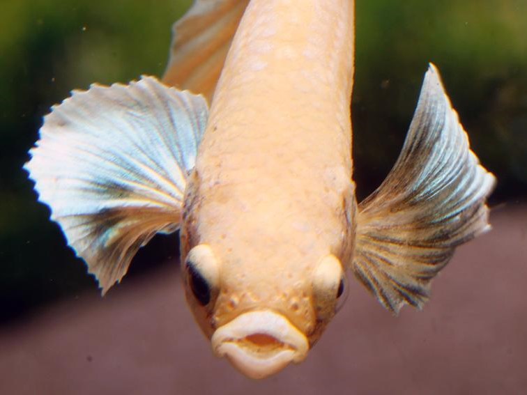 Betta HM Dumbo Macho