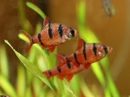 Barbus Pentazona