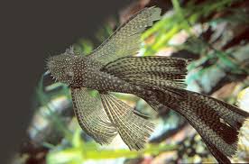 Ancistrus Long fin Brown
